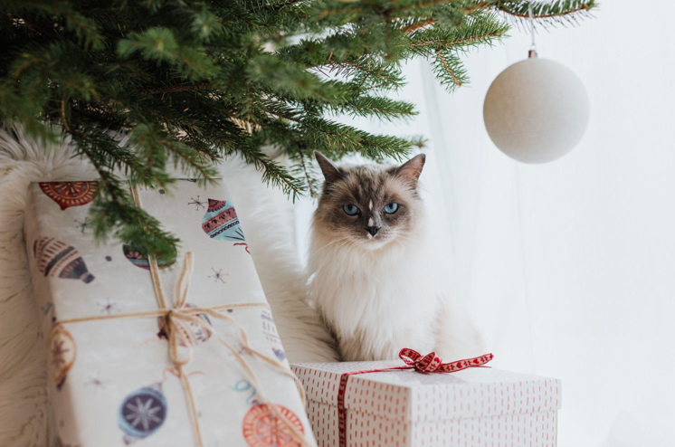 Choosing the Perfect 9ft Christmas Tree