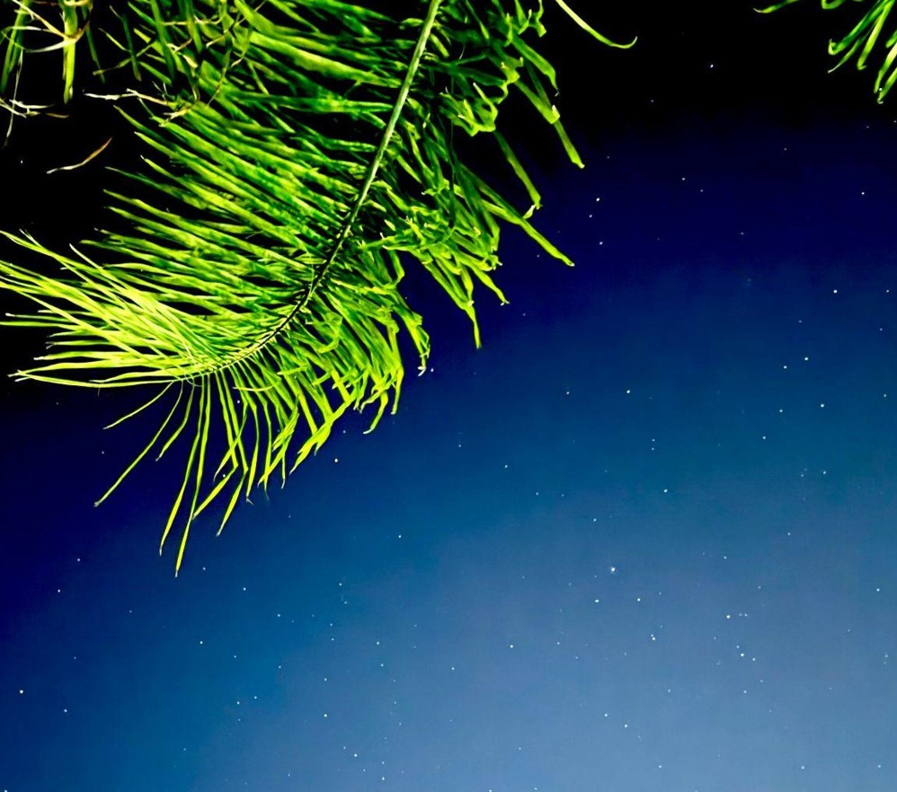 Choosing Ornaments for Your 6-Foot Christmas Tree